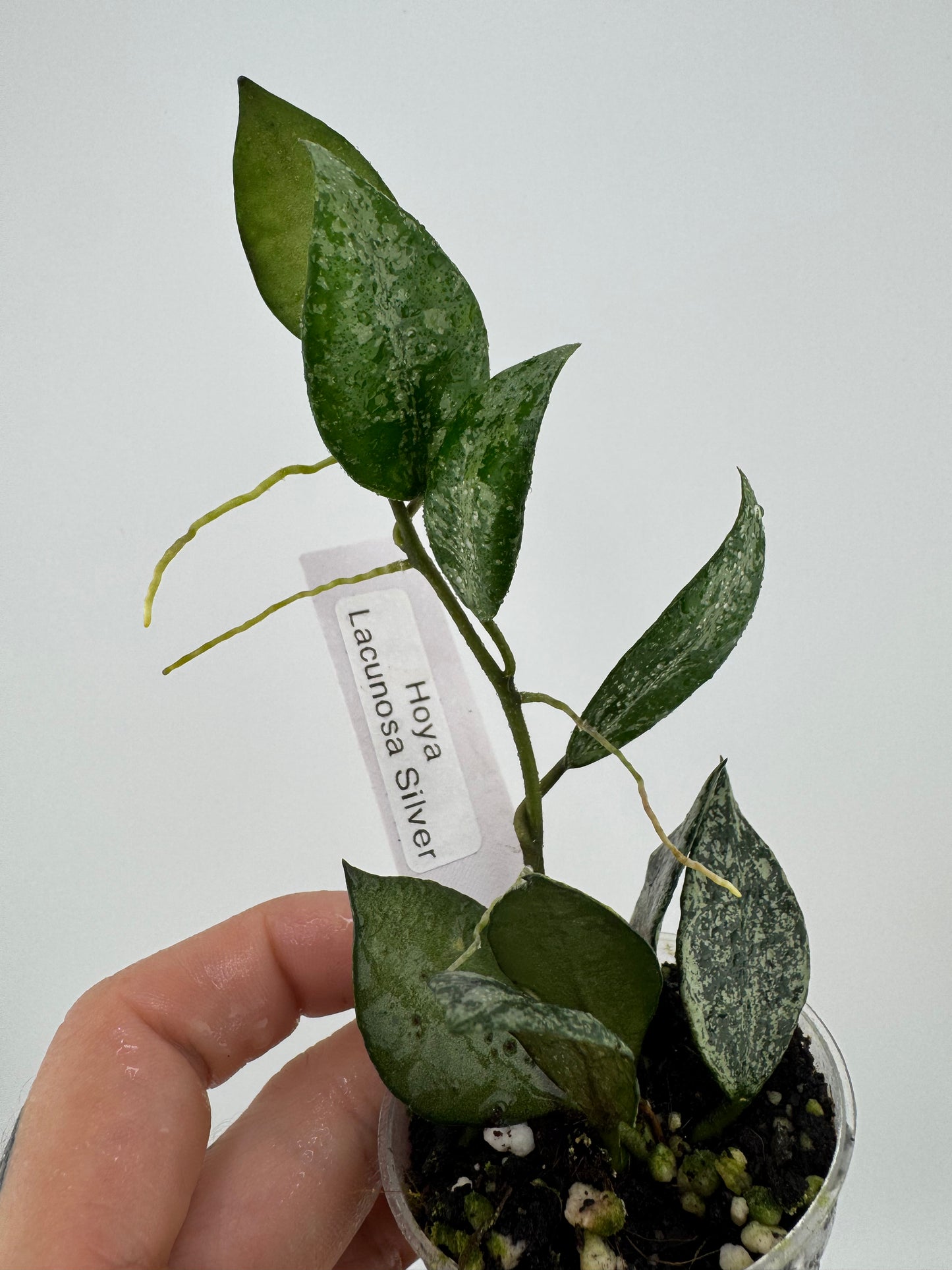 Hoya lacunosa ‘silver’