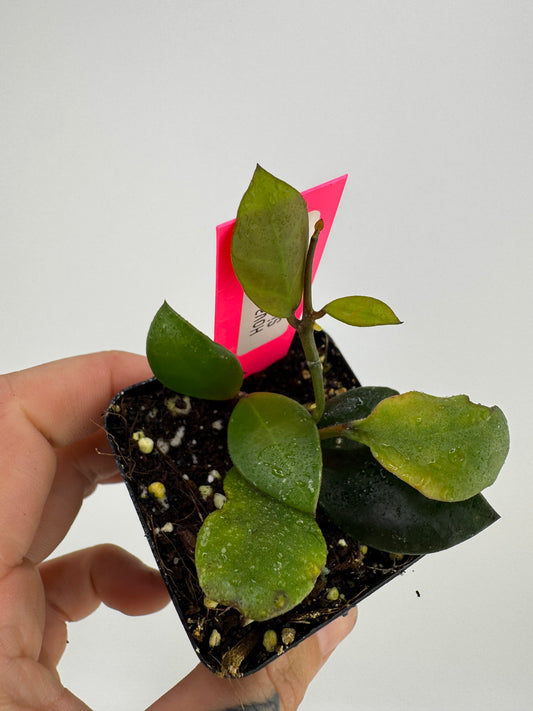 Hoya sipitangenis
