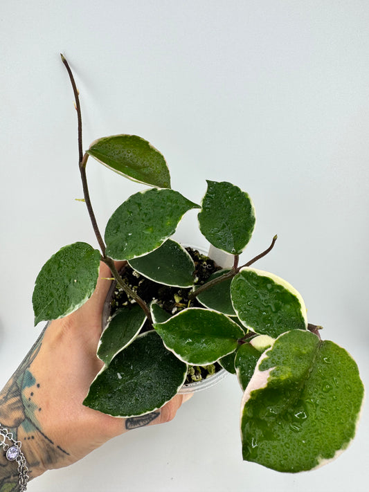 4” Hoya Carnosa ‘crimson queen’