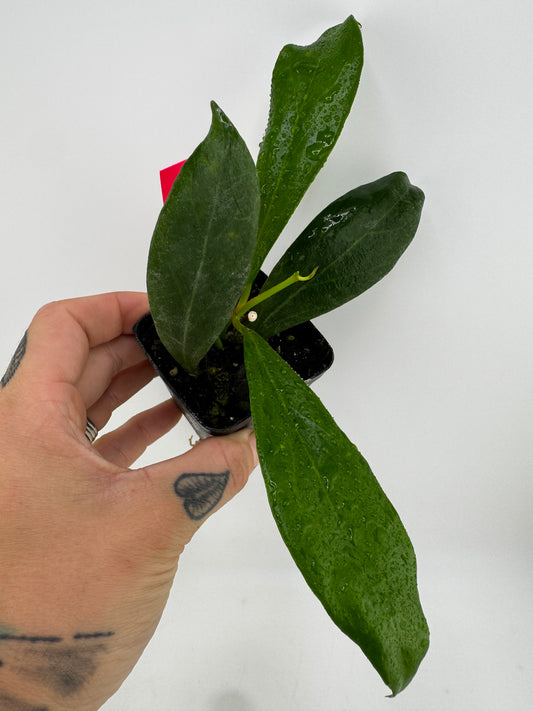 Hoya Rosiarioae