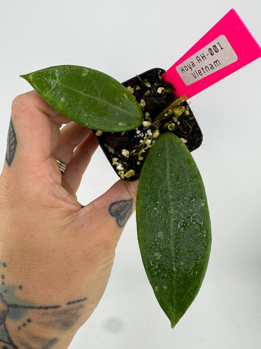 Hoya AH-001 ‘Vietnam’ splash
