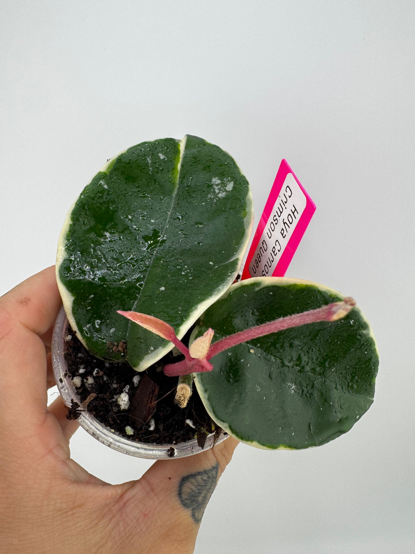 Hoya Carnosa ‘crimson queen’