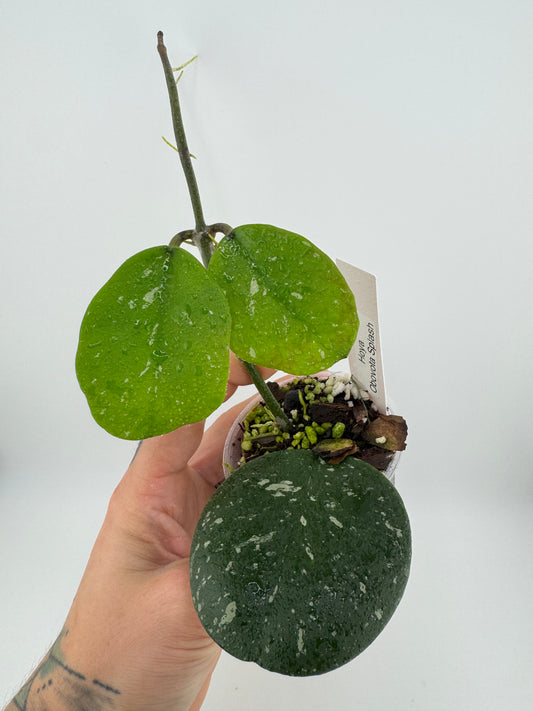 Hoya Obovota Splash