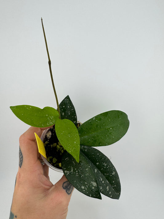 Hoya Carnosa ‘Freckles’