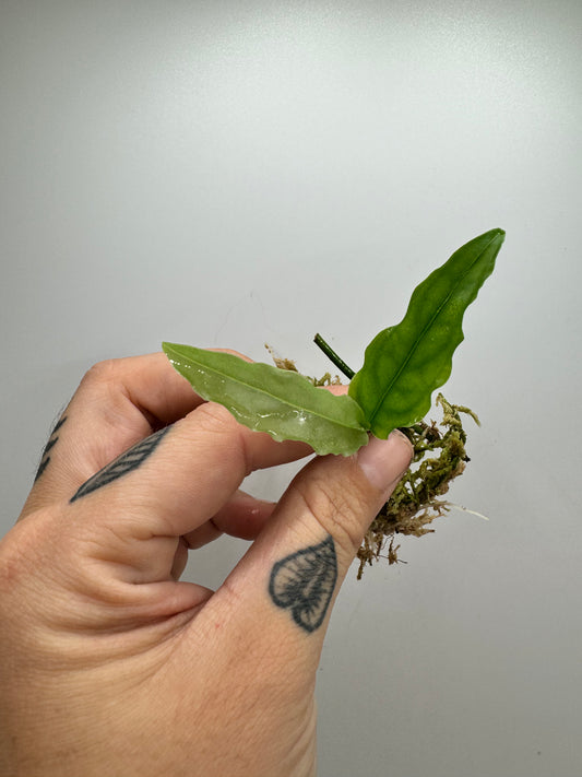 Monstera Obliqua ‘Peru’ (rare tropical)