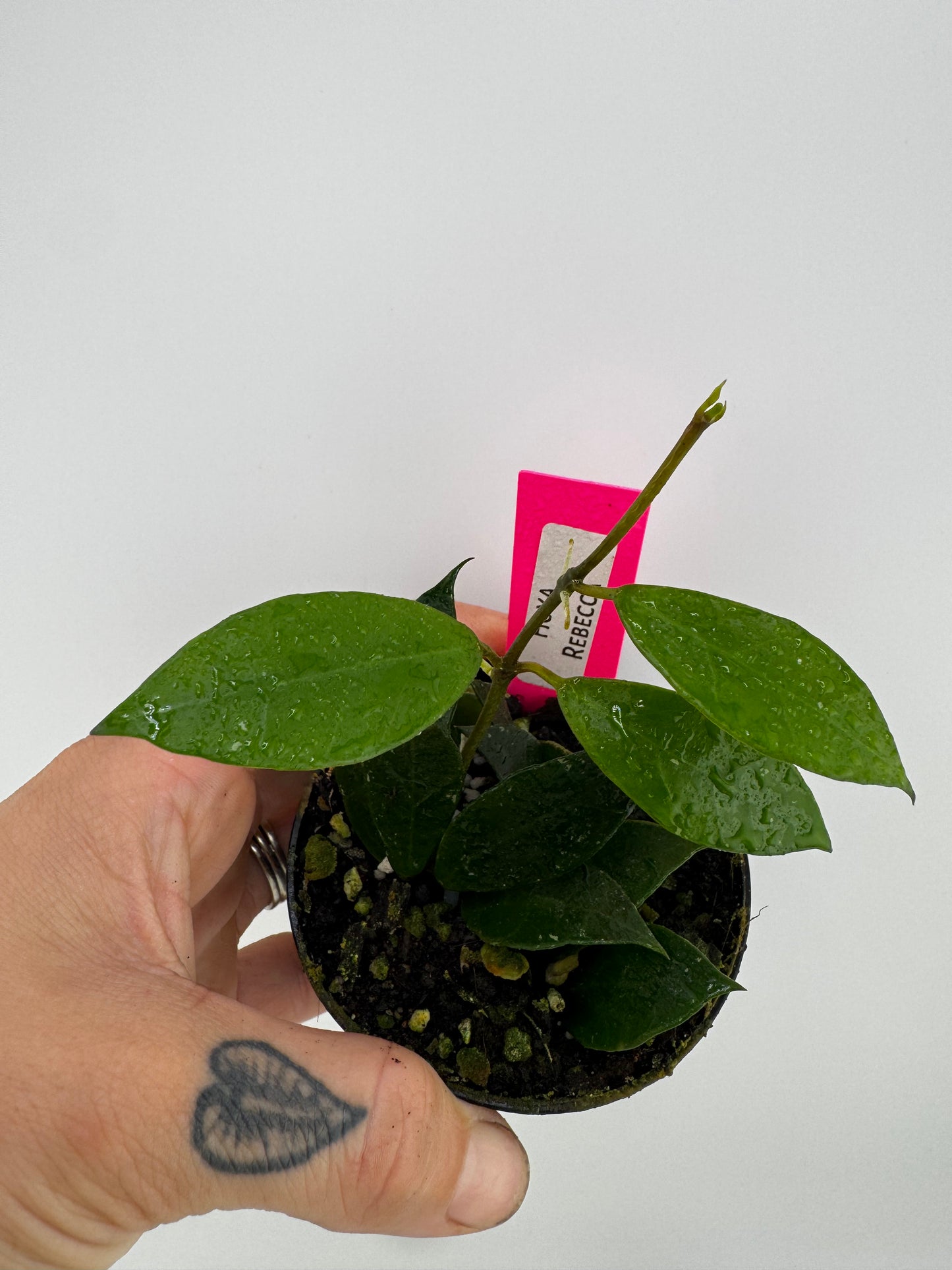 Hoya ‘Rebecca’