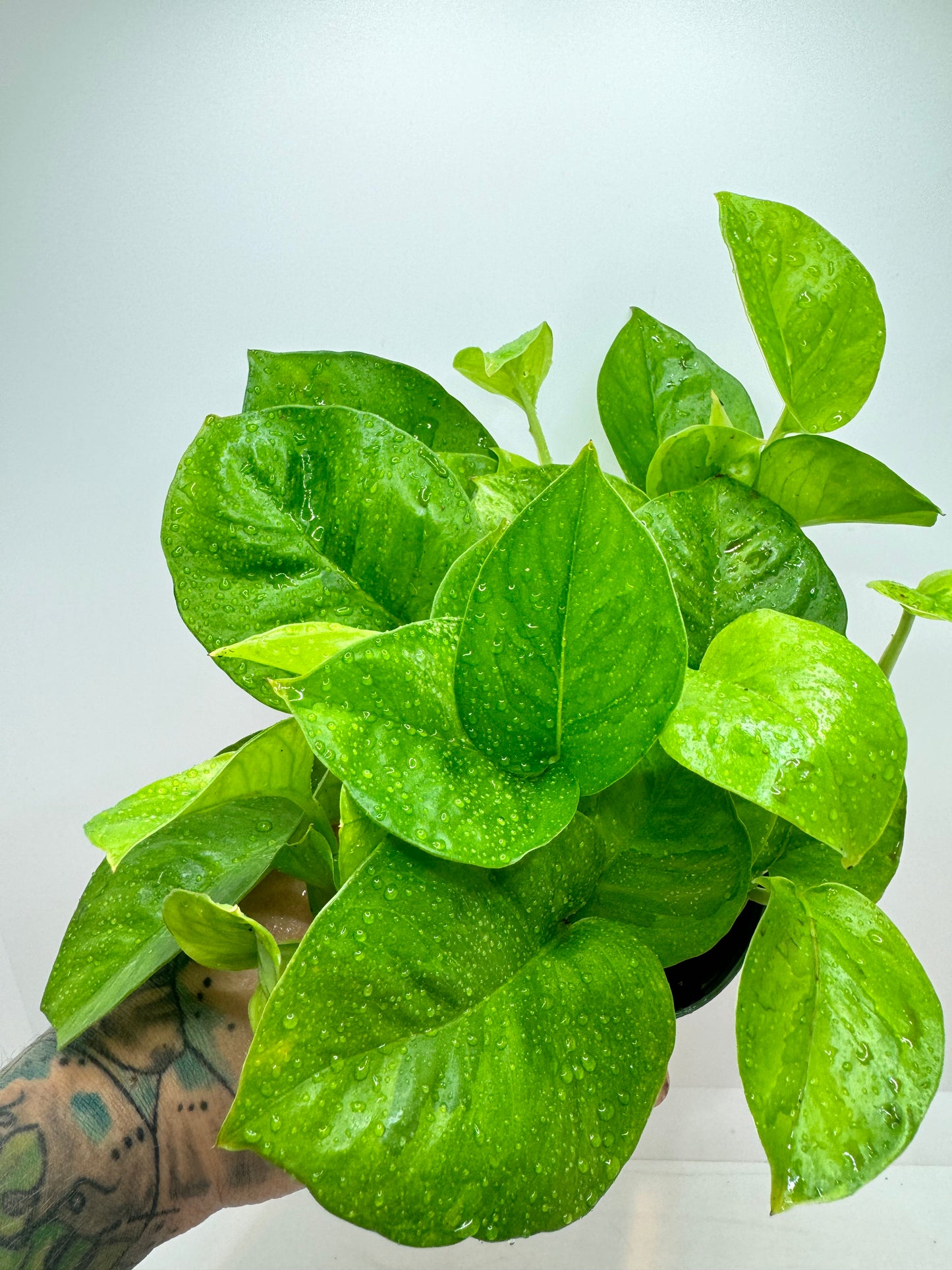 Global Green pothos