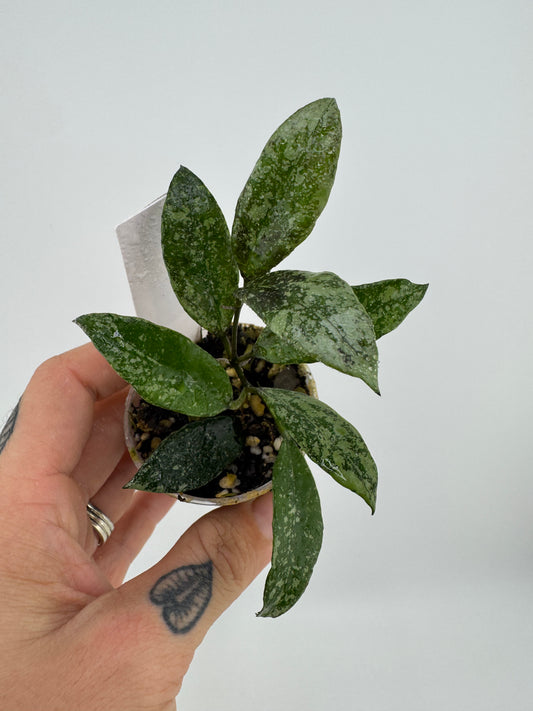 Hoya Lacunosa ‘snow caps’