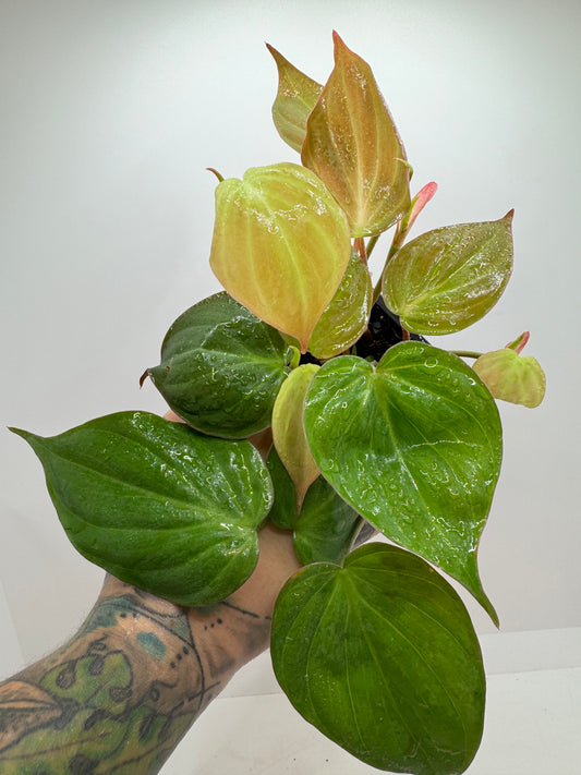 Philodendron micans