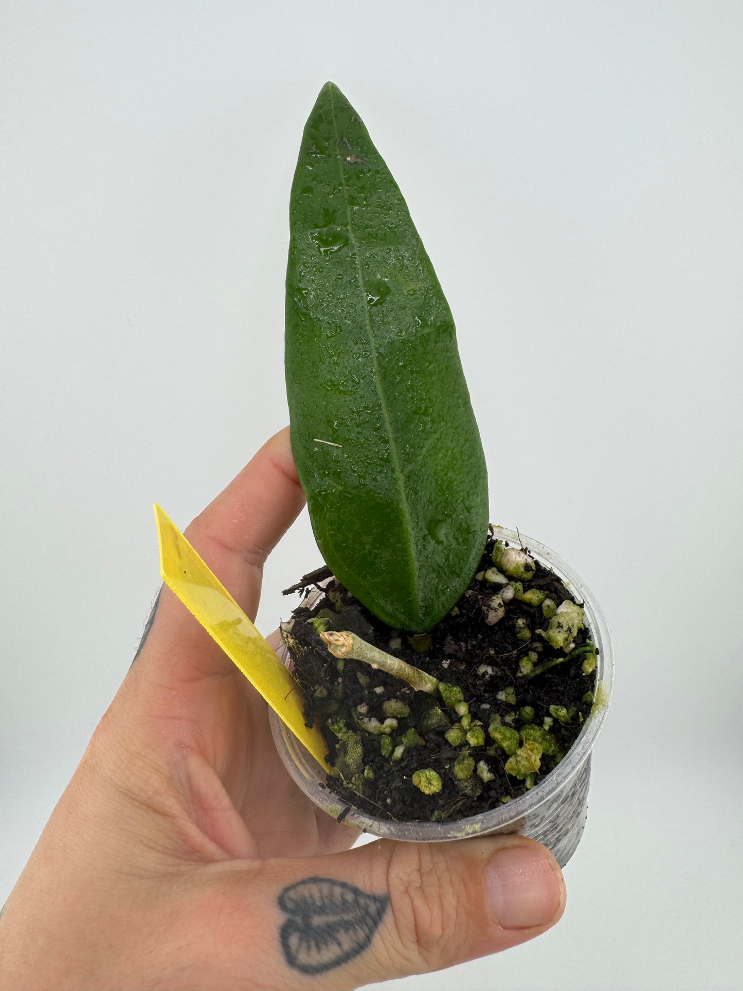 Hoya sp. Indonesia 001