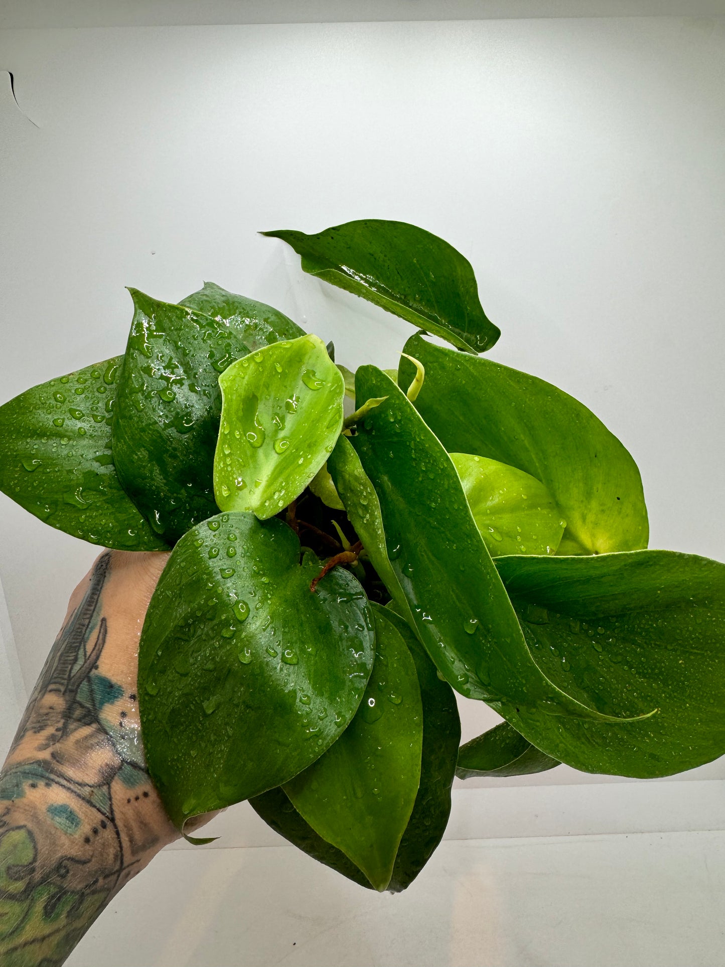 Philodendron cordatum ‘Heartleaf’