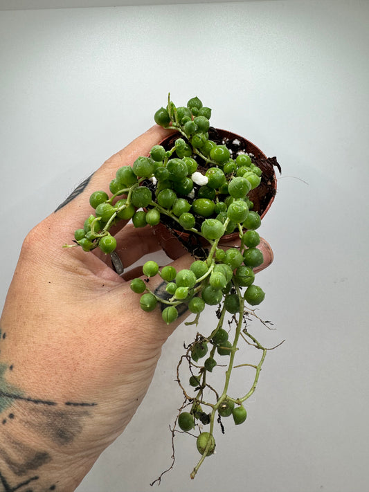 String of pearls