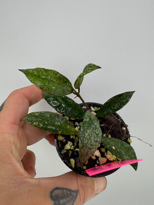 Hoya Lacunosa ‘snow caps’