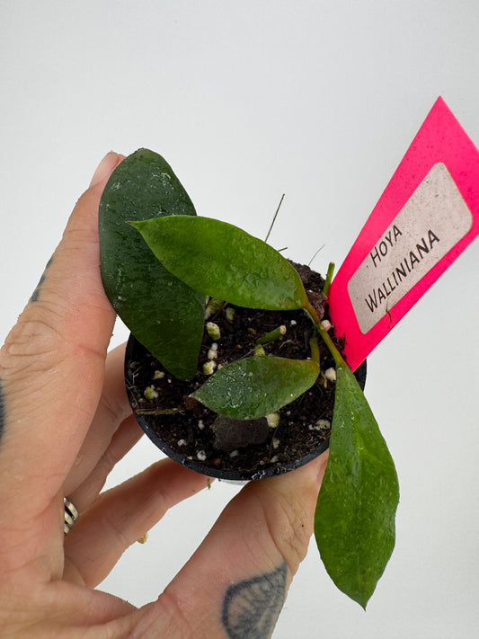 Hoya Walliniana (UT-152)