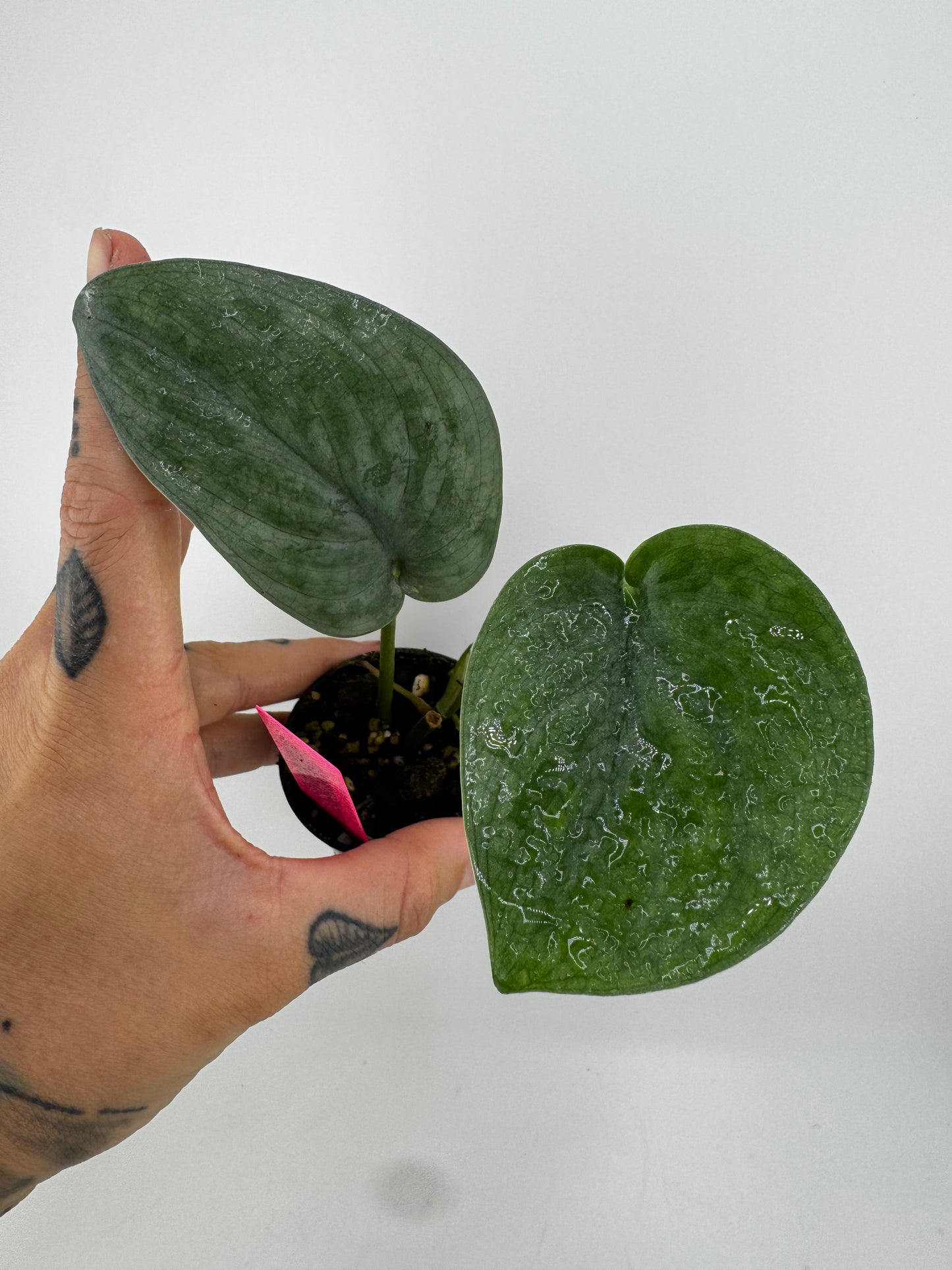 Scindapsus Lucens