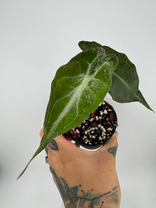 Alocasia Venom