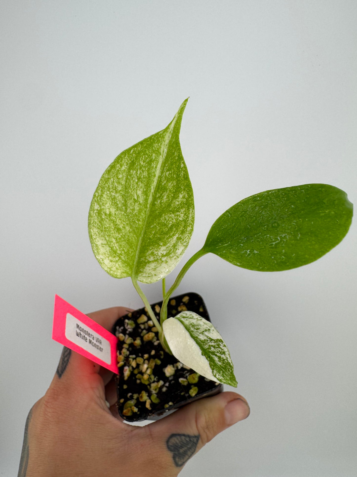 Monstera Deliciosa Mint ‘white monster’ Variegated #C