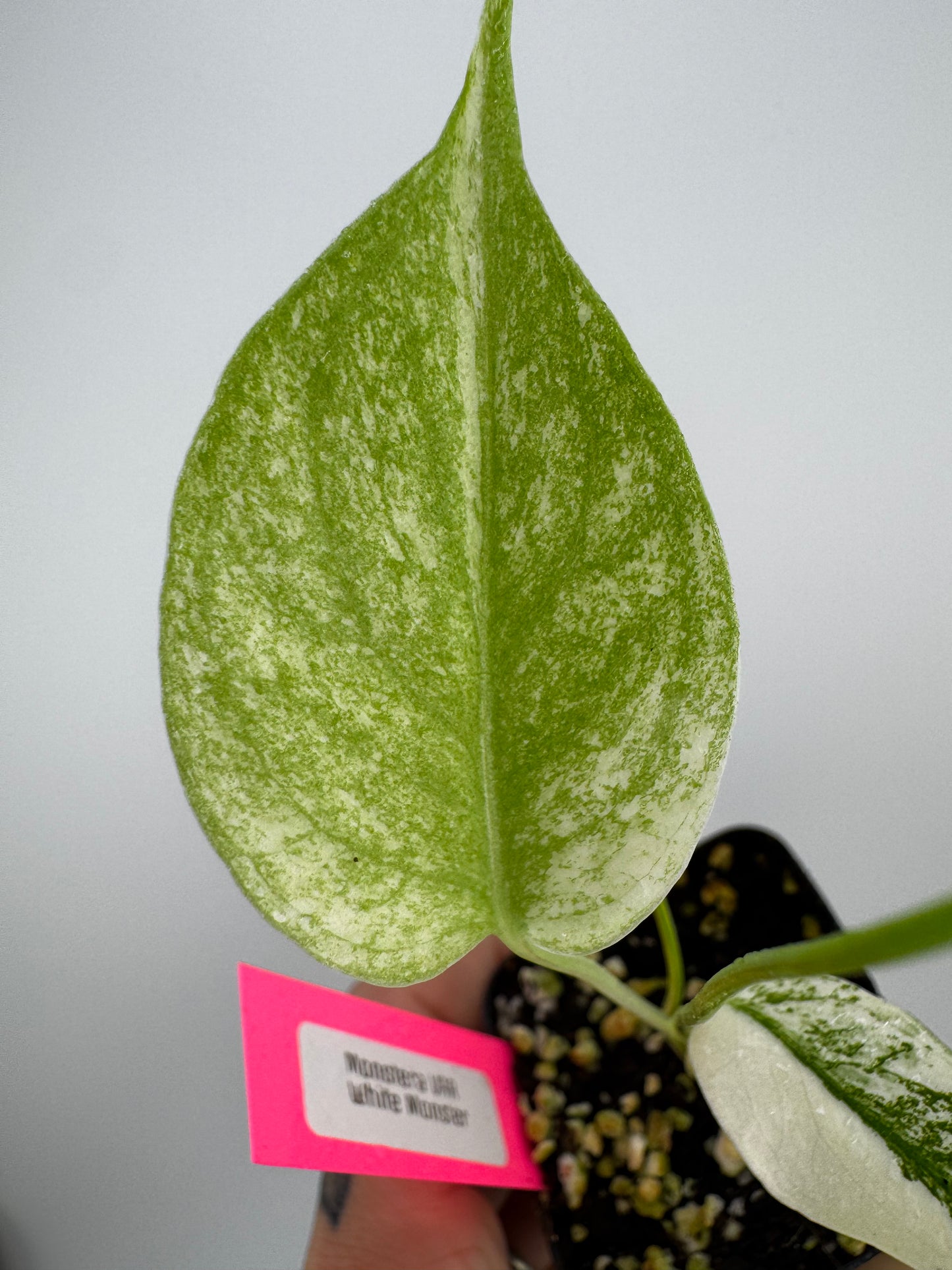 Monstera Deliciosa Mint ‘white monster’ Variegated #C