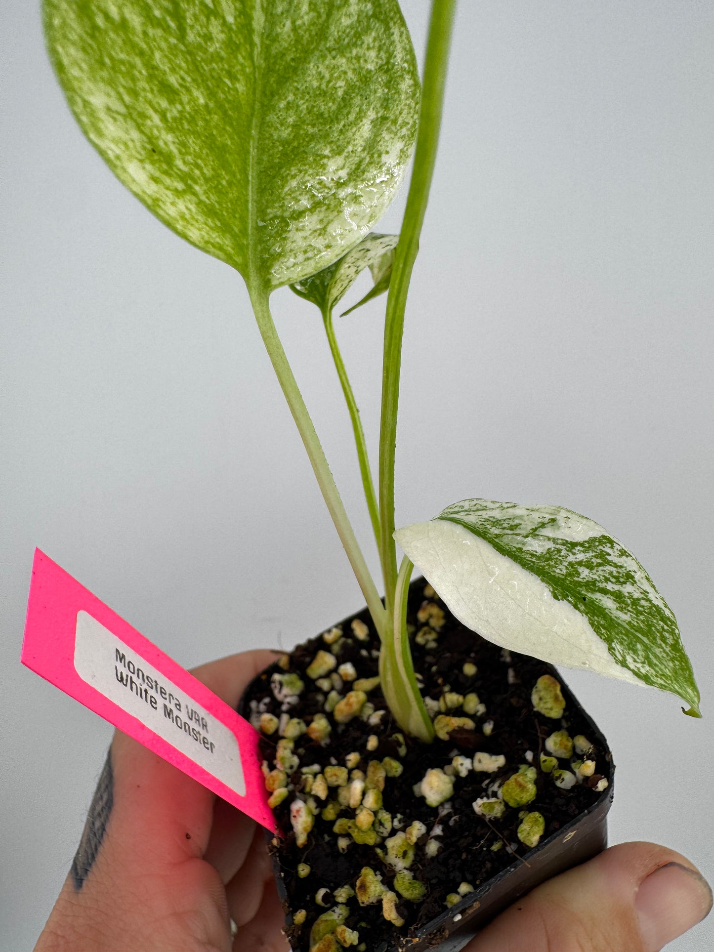 Monstera Deliciosa Mint ‘white monster’ Variegated #C