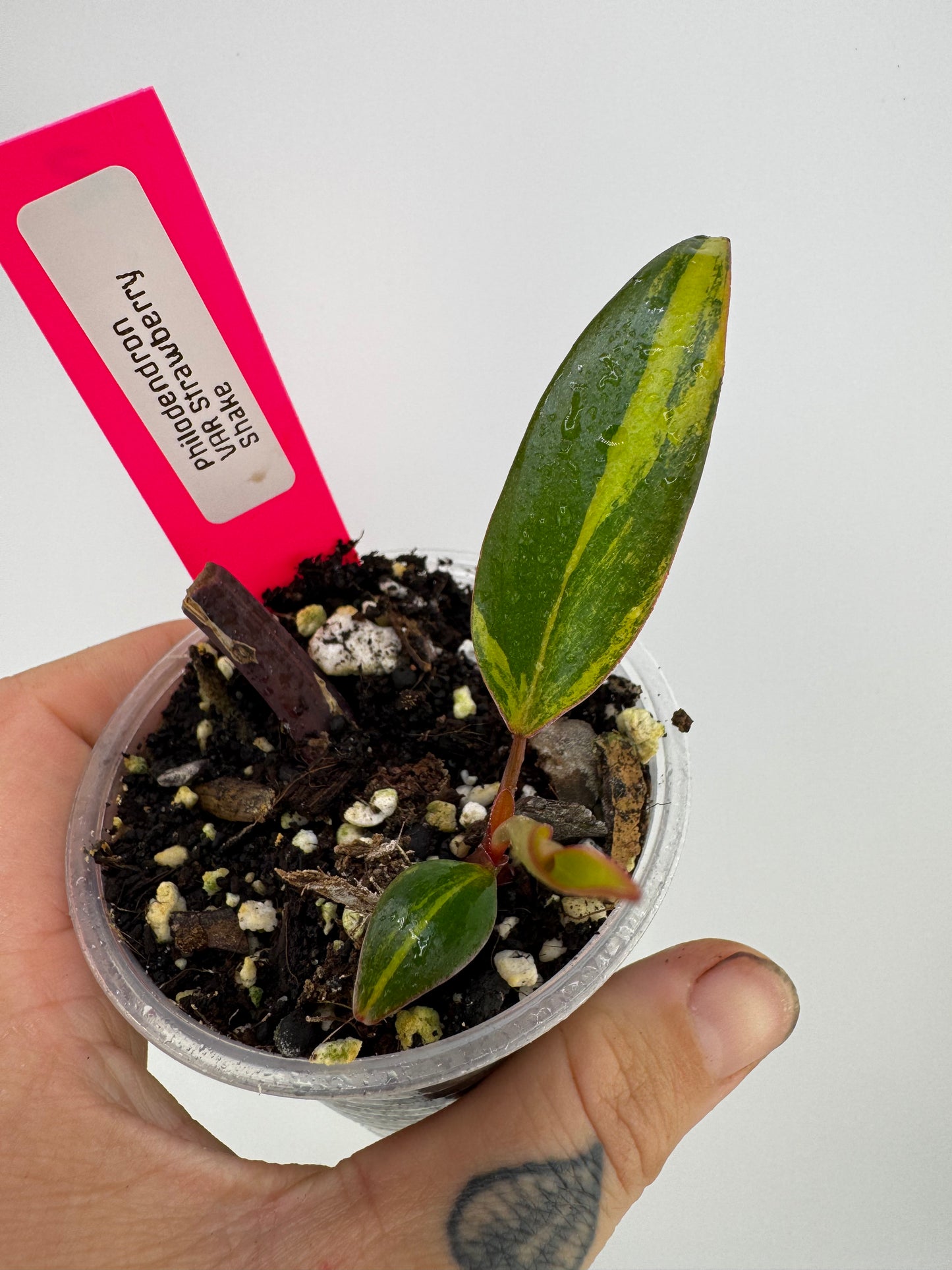 Philodendron Variegated Strawberry Shake #2