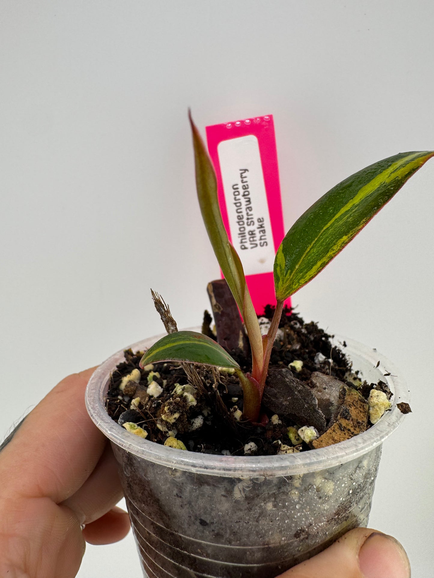 Philodendron Variegated Strawberry Shake #2