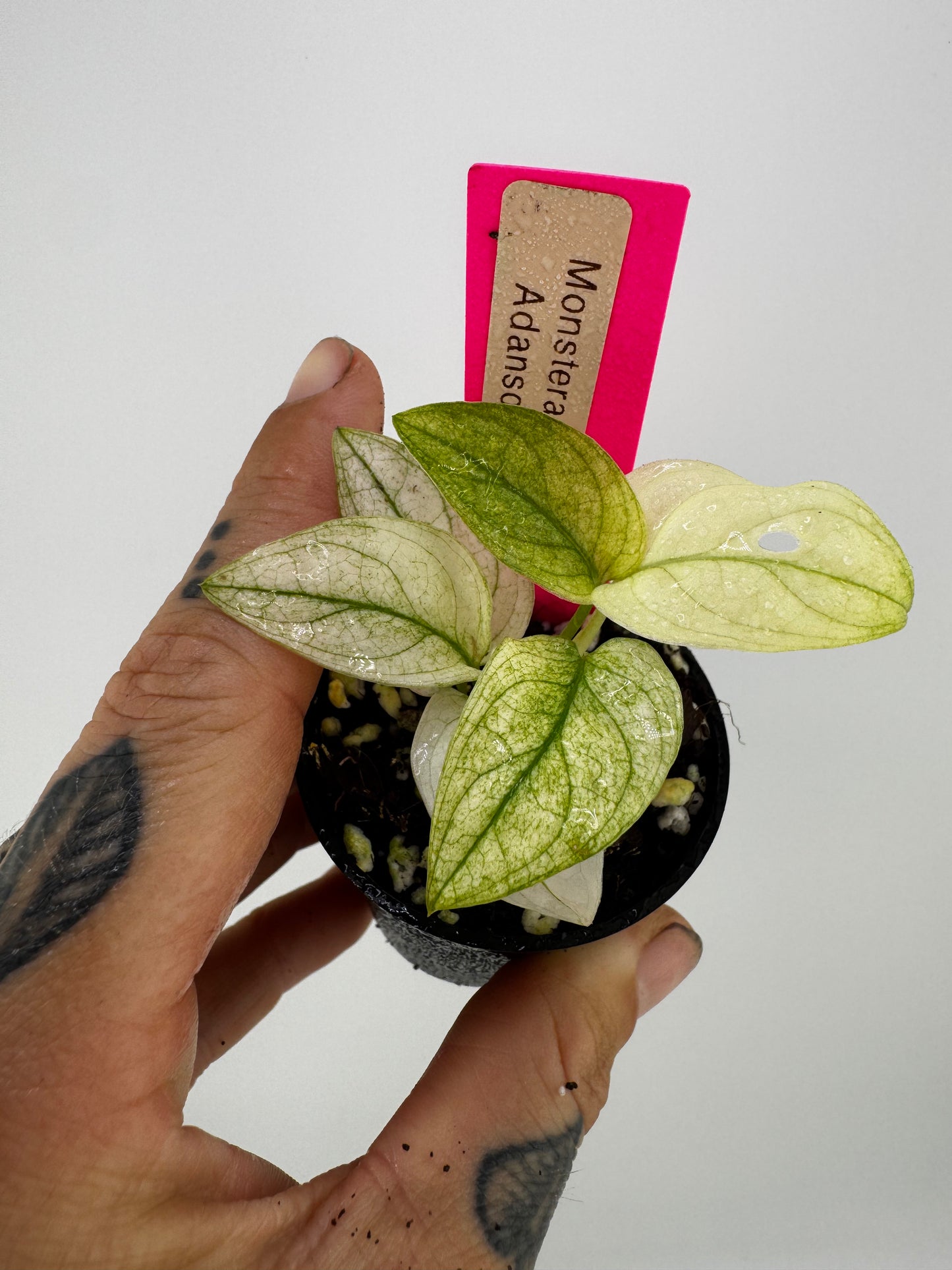 Monstera Adansonii Albo Variegated