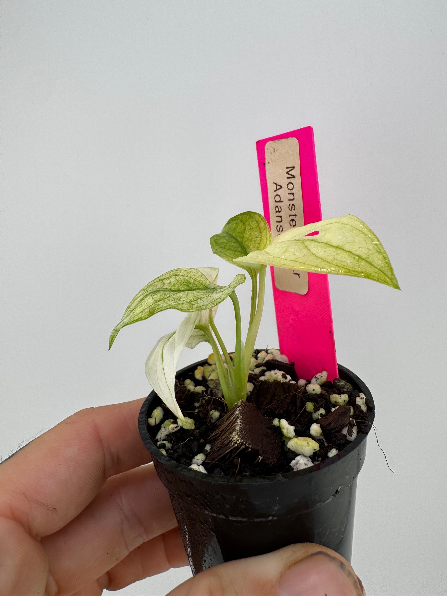 Monstera Adansonii Albo Variegated