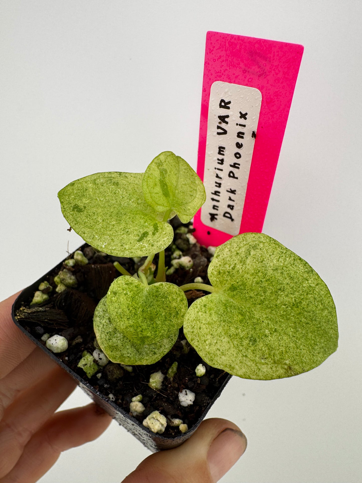 Anthurium Dark Phoenix ‘Mint’ Variegated #2