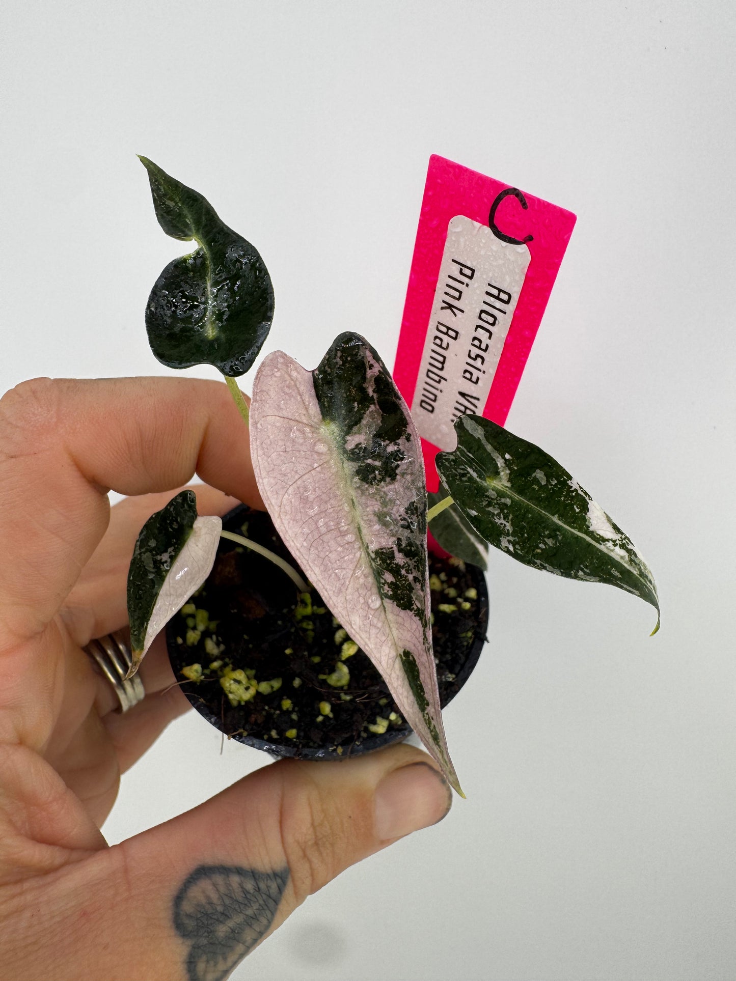Variegated Alocasia Bambino Albo/Pink #C
