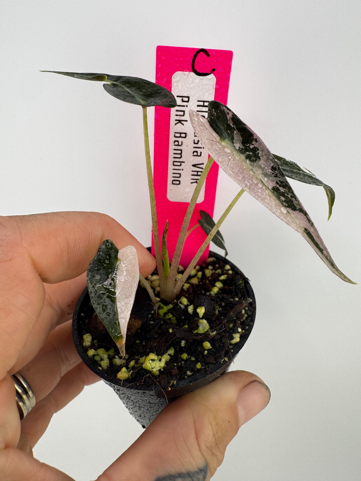 Variegated Alocasia Bambino Albo/Pink #C