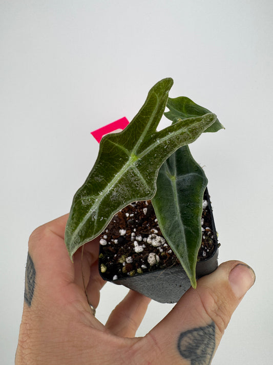 Alocasia Nobilis