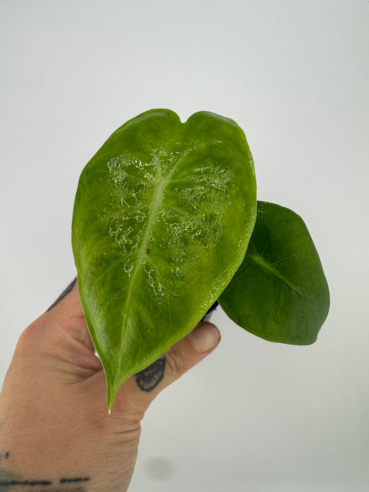 Alocasia Pink Dragon