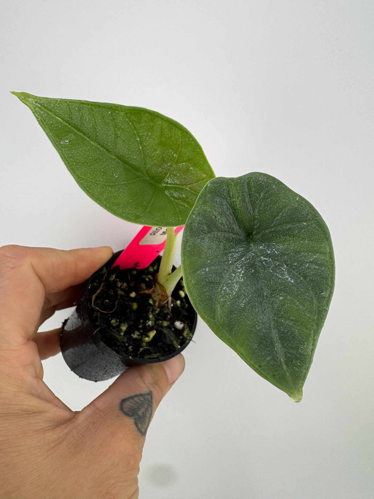 Alocasia Melo