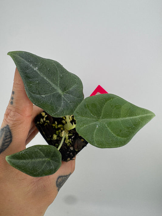 Alocasia Maharni