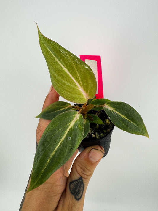 Philodendron Gloriosum D shape