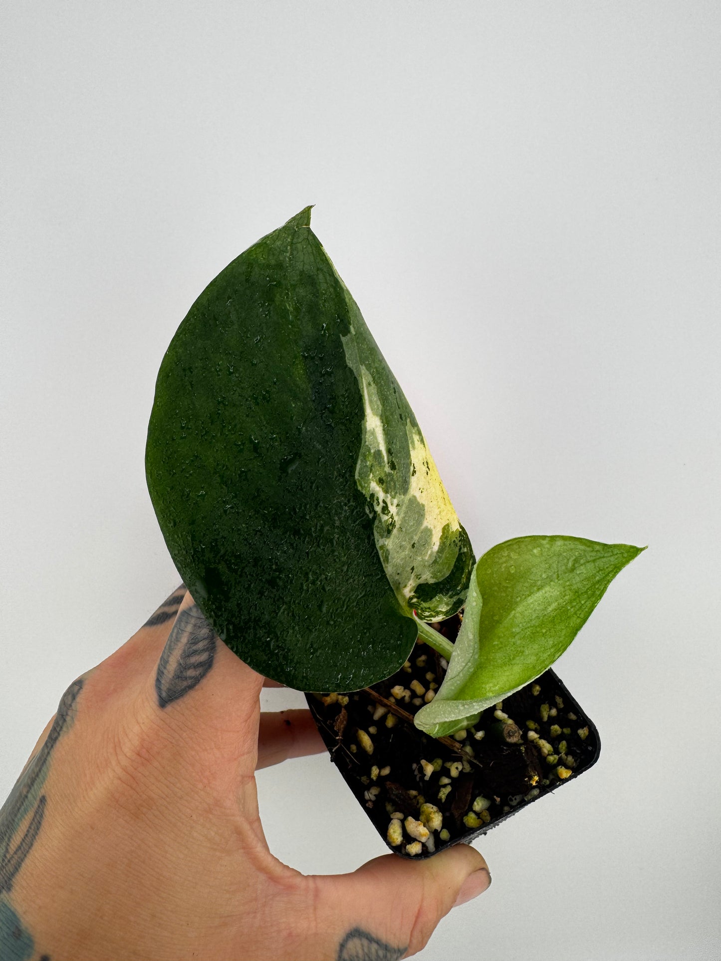 Scindapsus Dark Pictus Variegated
