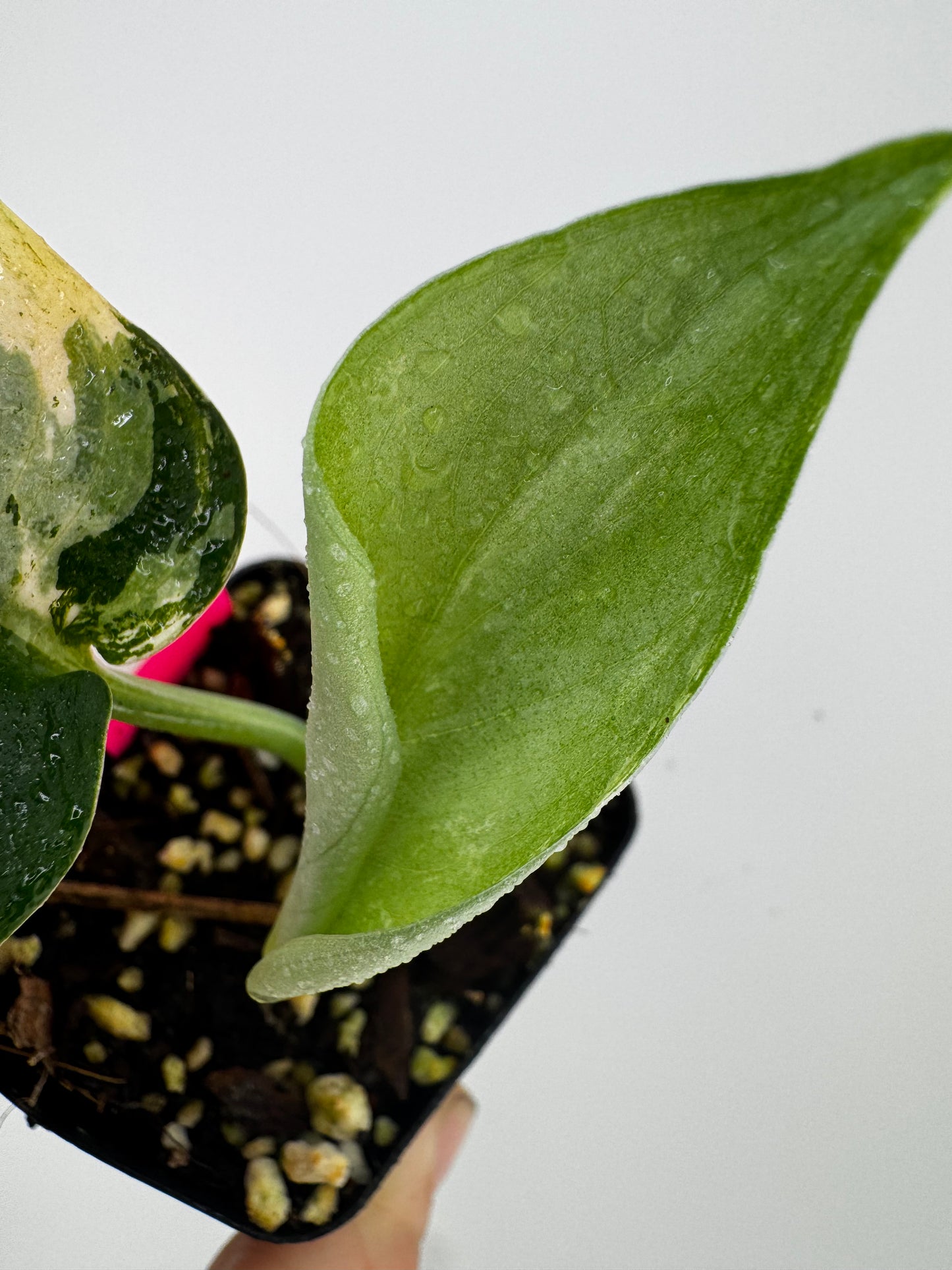 Scindapsus Dark Pictus Variegated