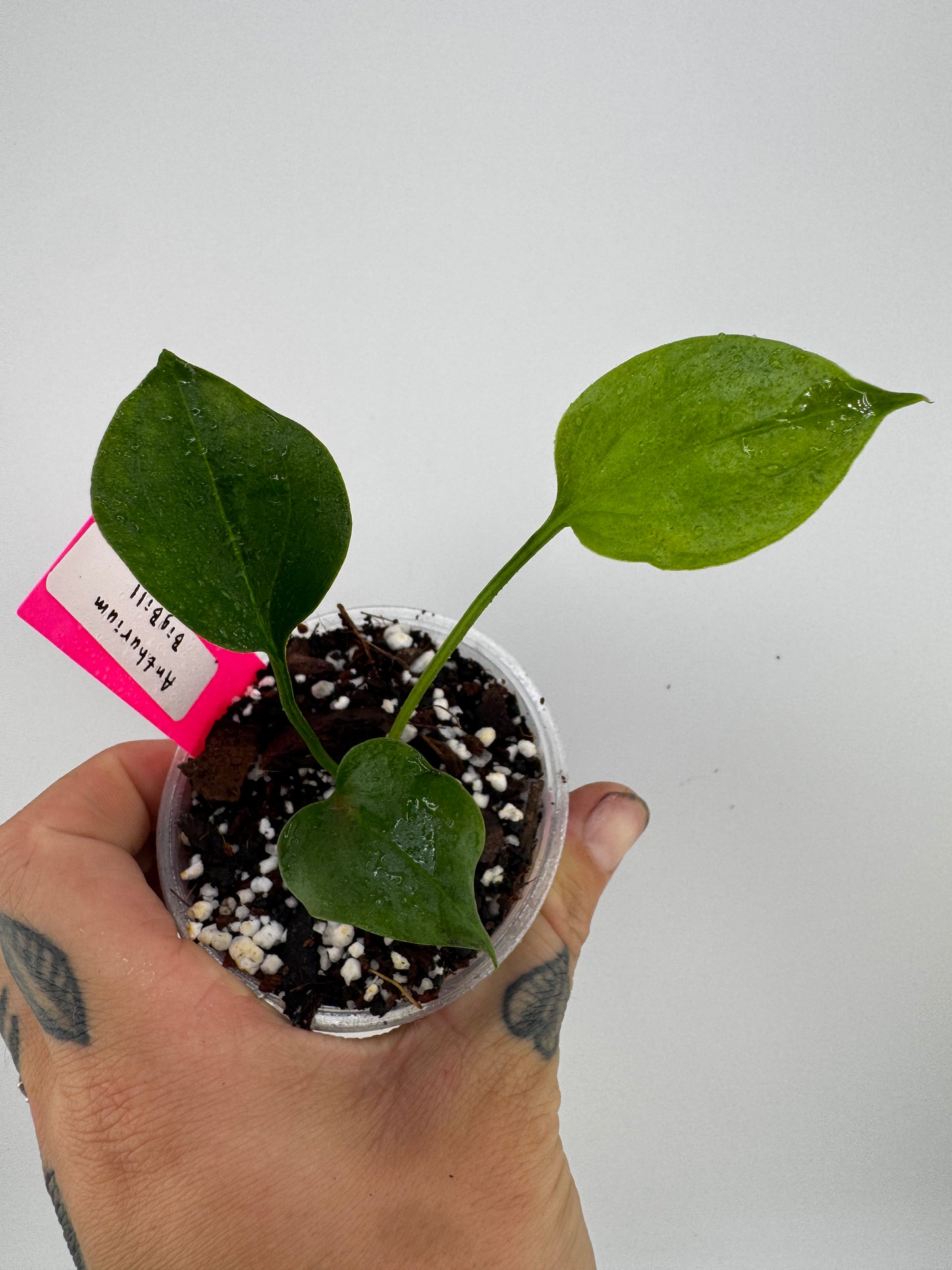Anthurium Big Bill