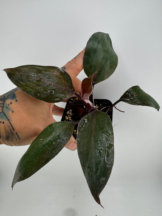 Philodendron White Knight variegated
