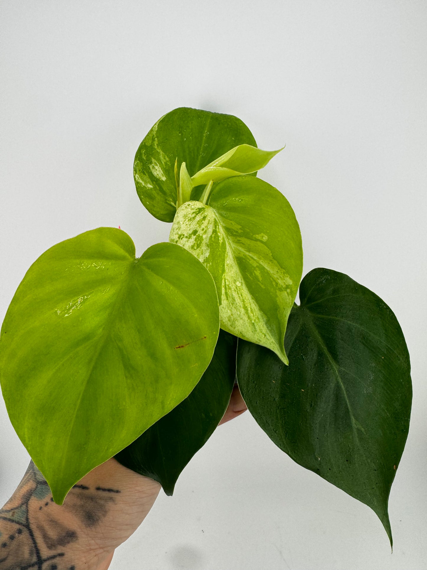 Philodendron Heartleaf Marble Variegated