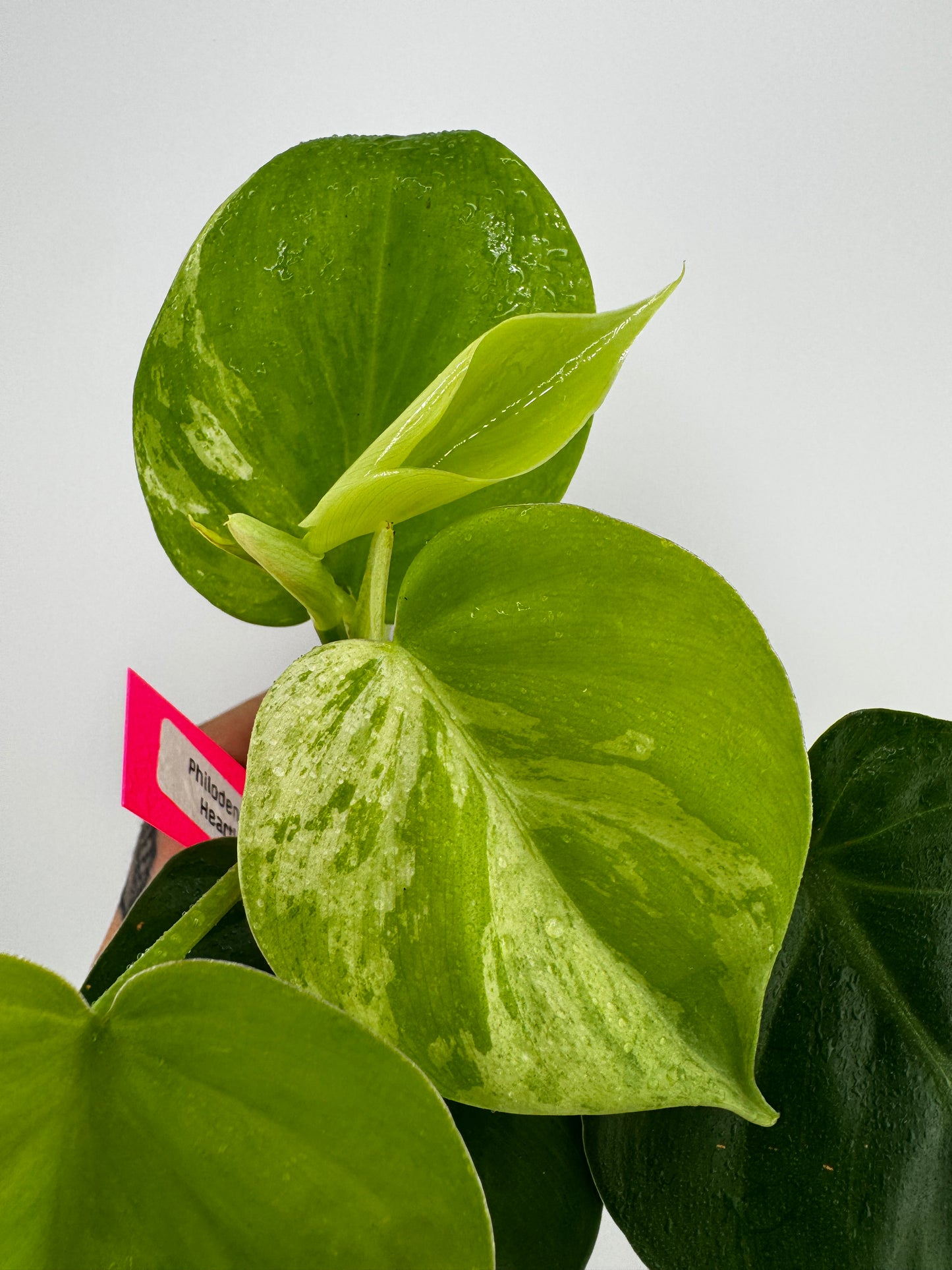 Philodendron Heartleaf Marble Variegated