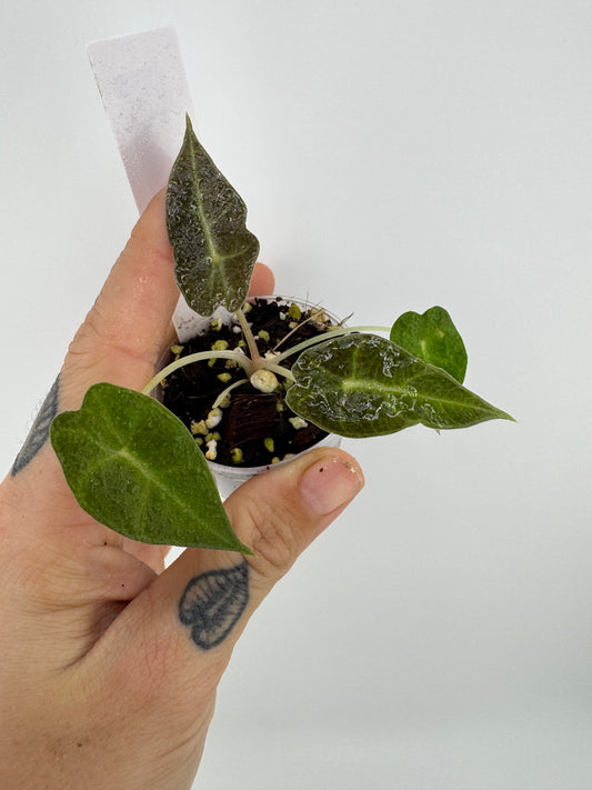 Alocasia Sanderiana Bull Revert