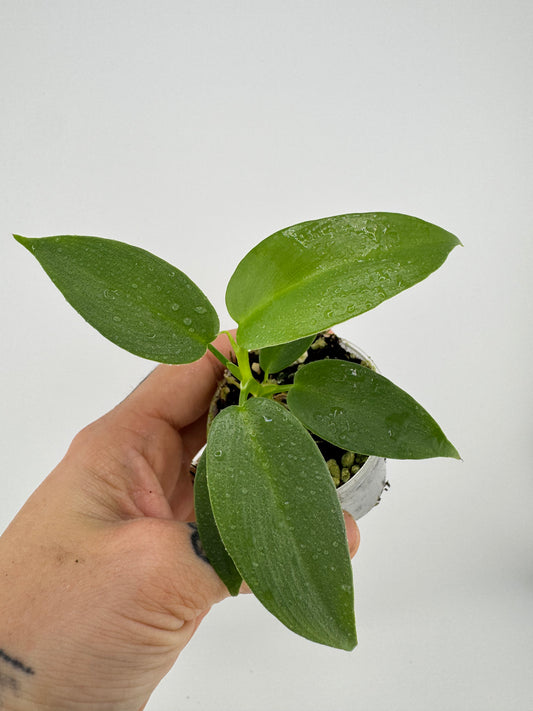 Philodendron Bipennifolium