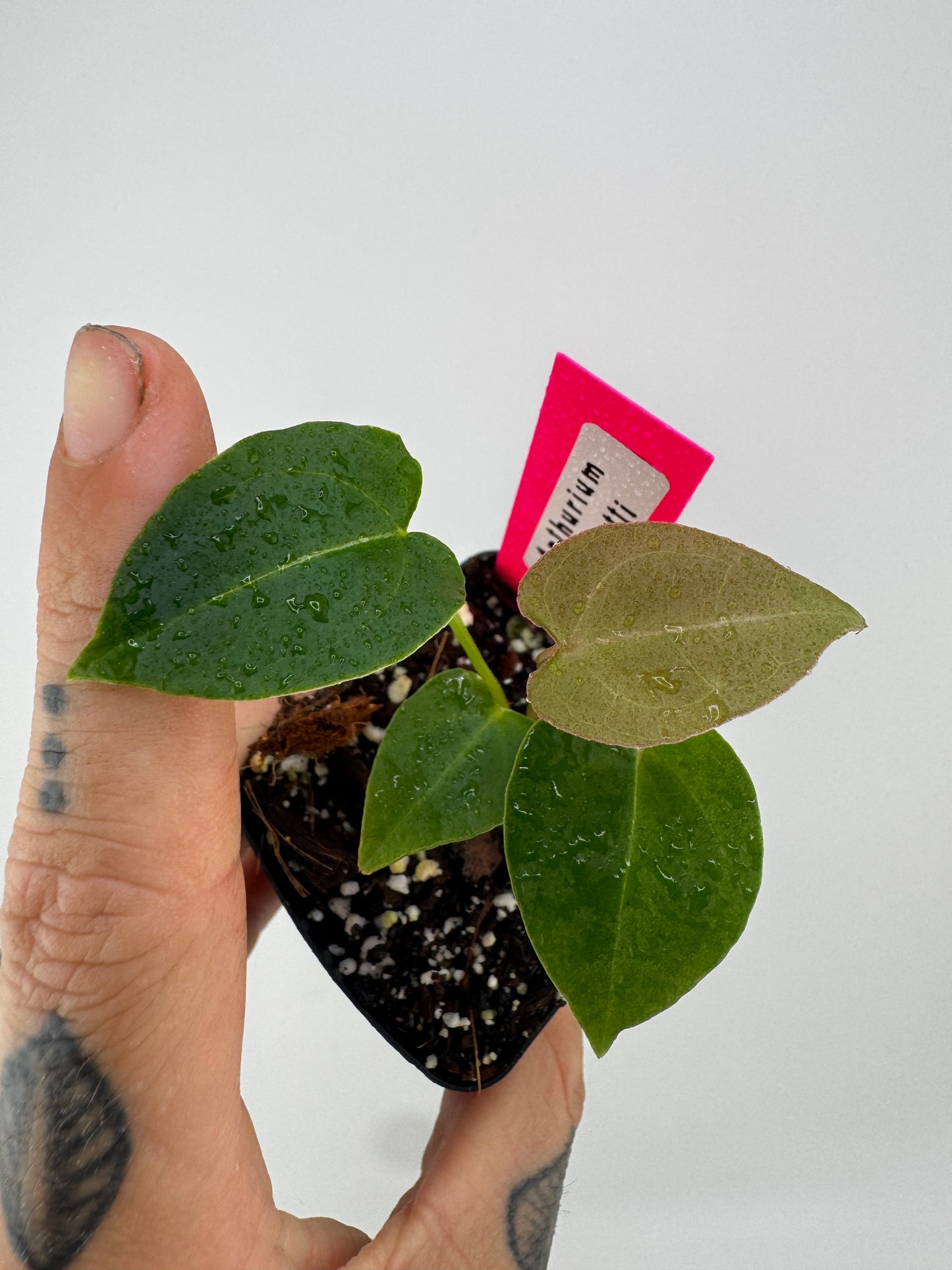 Anthurium Forgetti