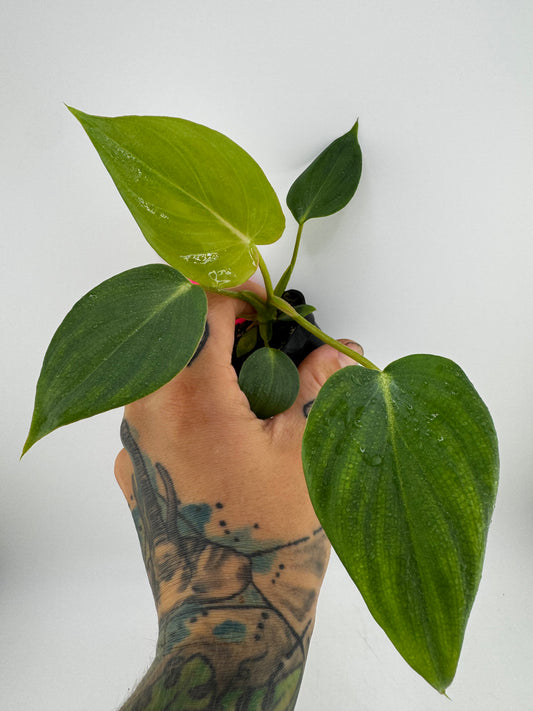 Philodendron McDowell