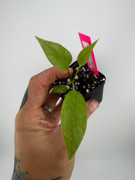 Anthurium vittariifolium