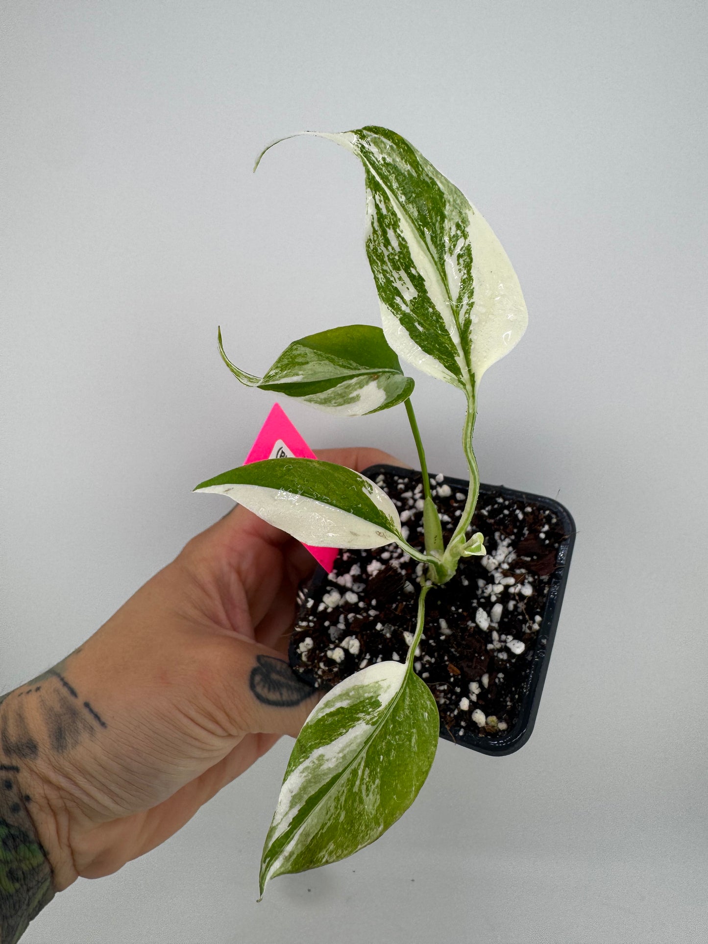 Monstera Deliciosa (borsigiana) Albo