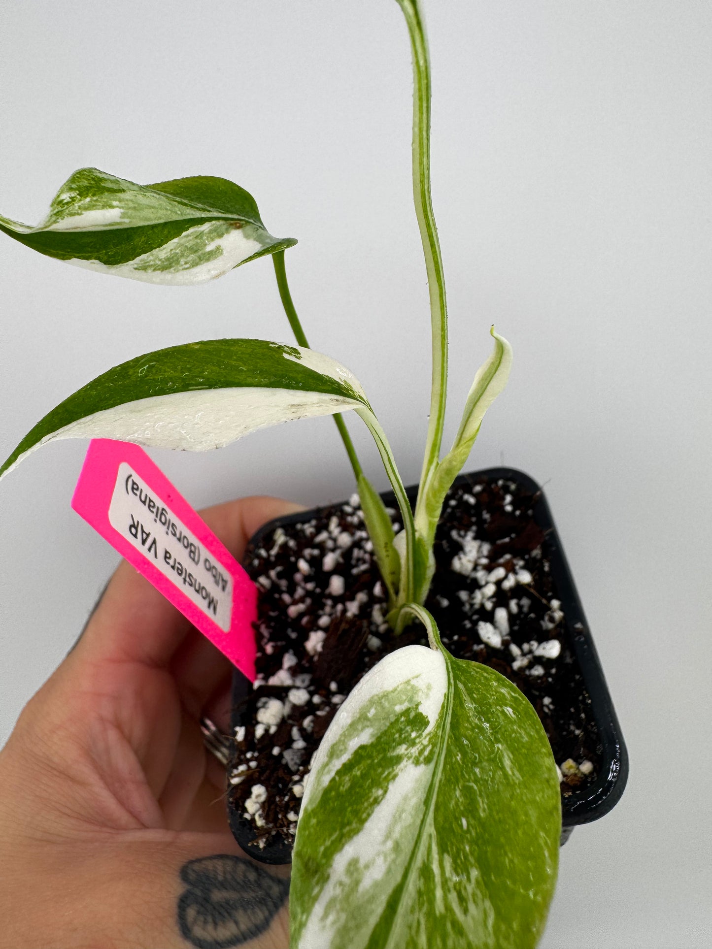 Monstera Deliciosa (borsigiana) Albo