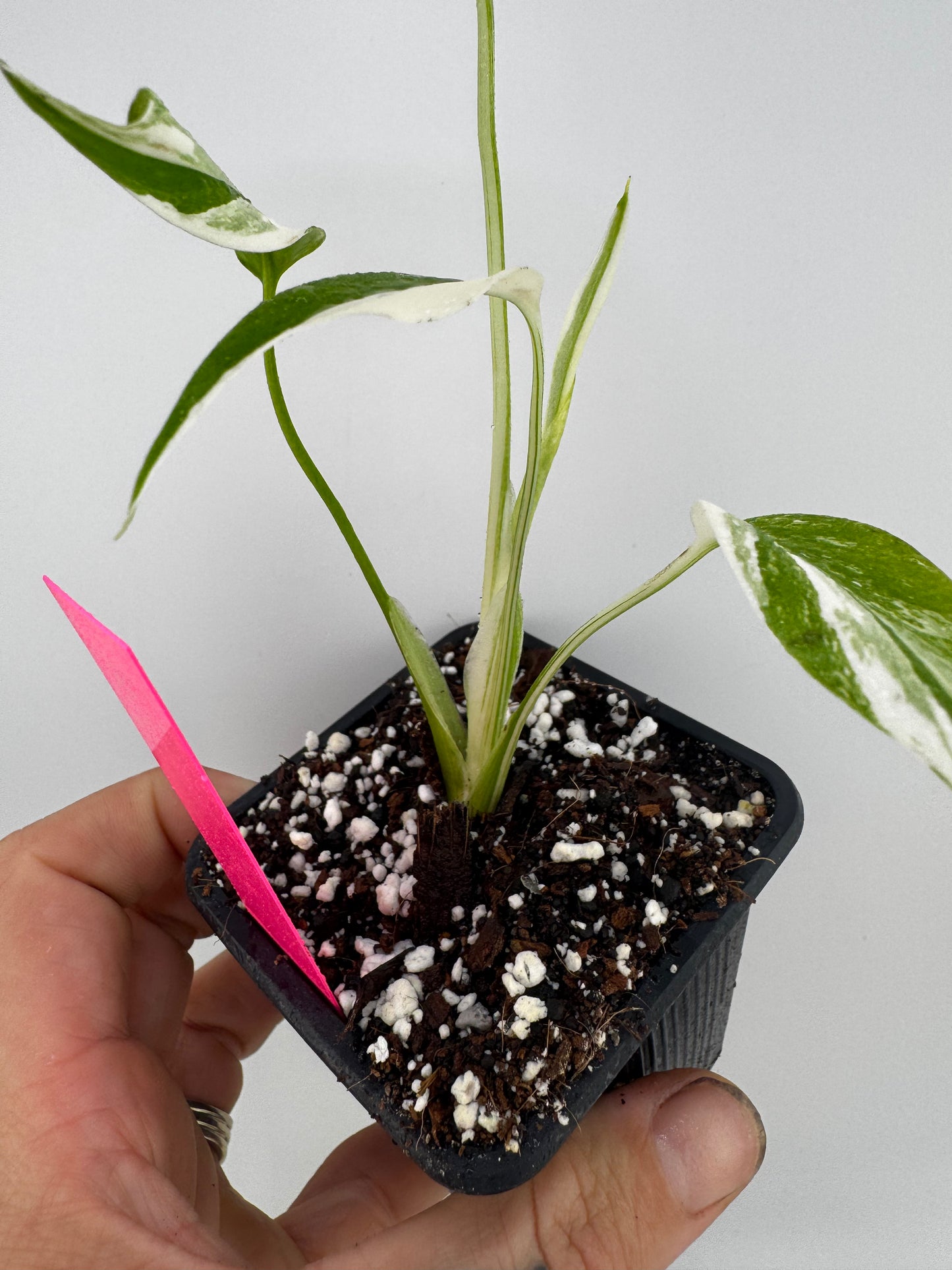 Monstera Deliciosa (borsigiana) Albo