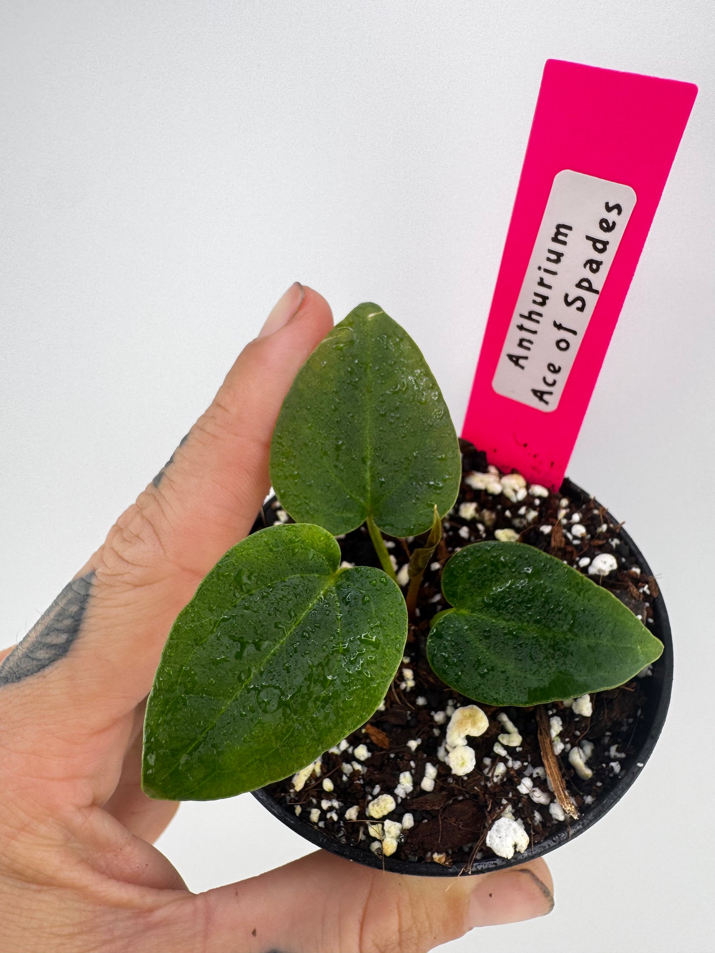 Anthurium Ace Of Spades